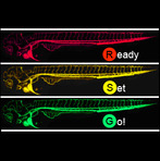 BIT 495/595: gene manipulation in zebrafish