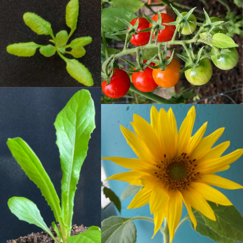Pictures of some of the species that will researched in te class. Top left: image of an Arabidopsis thaliana vegetative rosette leaves. Top right: image of a branching pattern of the fruit of Solanum lycopersicum (tomoato). Bottom left: an image of vegetative leaves of Lactuca sativa (lettuce). Bottom right: an image of an inflorescence of Helianthus annuus (sunflower).