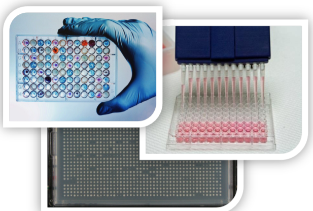 Three images. Top left: 96-well plate being held by gloved hand. Top view of wells with blue and red liquids. Top right: multichannel plate pipetting pink media into the first two columns of a 96-well plate. Bottom center: 1536 spots on an agar plate. Most spots show bacterial growth. 