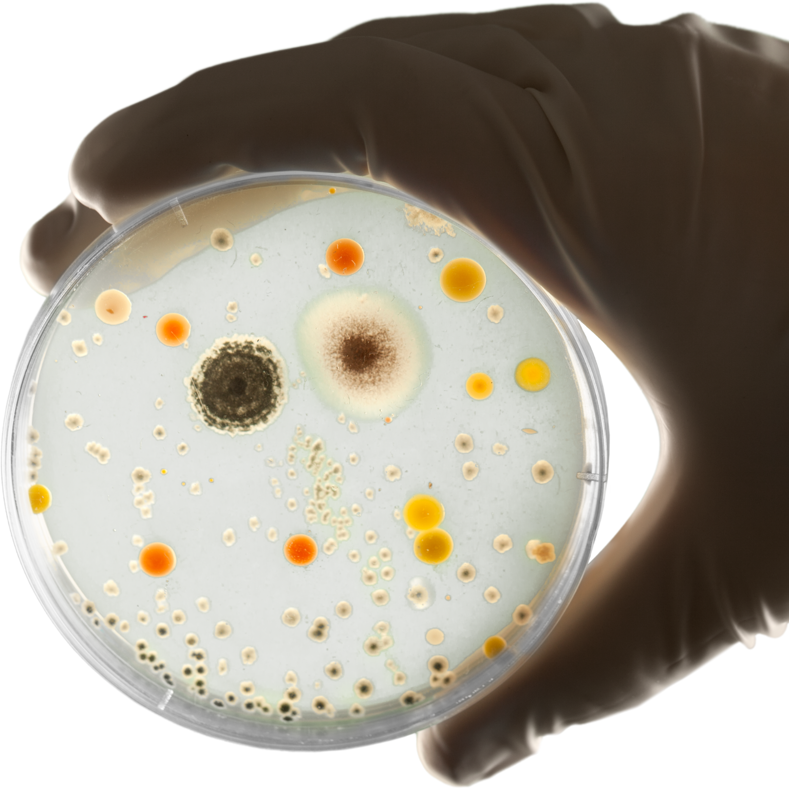 Agar plate with bacteria