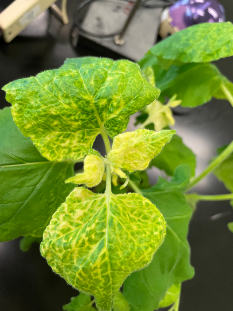 RNAi-based knockout of chlorophyll production in tobacco.