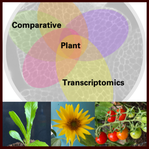 This icon depicts the species that will be researched in BIT 495/595 CPT as well as a colorful image representing the genetic diversity of plant molecular biology and embraces the diversity of researchers who study plants!