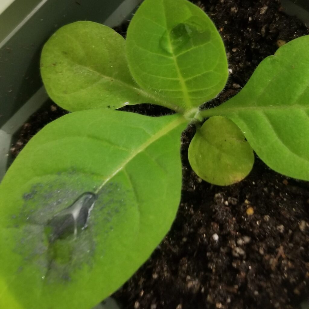 Plant with silver liquid on leave
