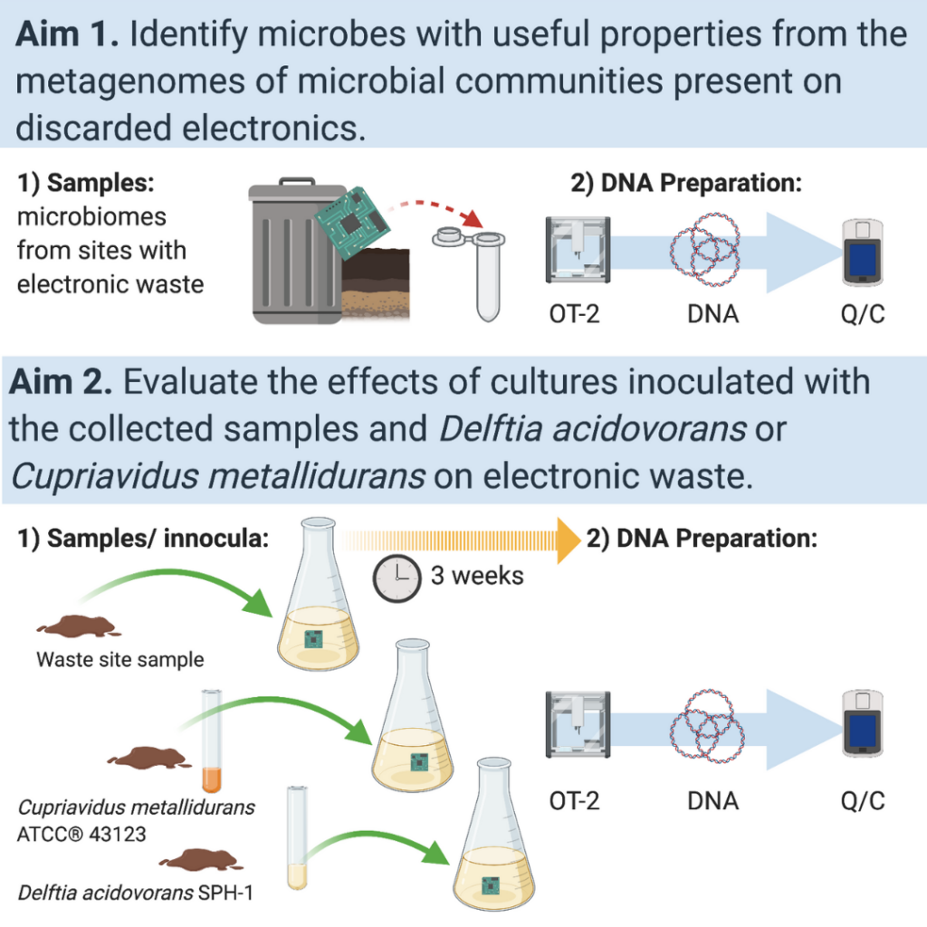 BioRender diagram with two aims. Aim 1: isolate microbial communities from sites with electronic waste and use OT-2 liquid handler to isolate DNA and Quibit for quality control. Then sequence metagenomes.
Aim 2: Evaluate the effects of cultures inoculated with the collected samples and Delftia acidovorans or Cupriavidus metallidurans on electronic waste. 1) Sample/inoculate and 2) DNA preparation.