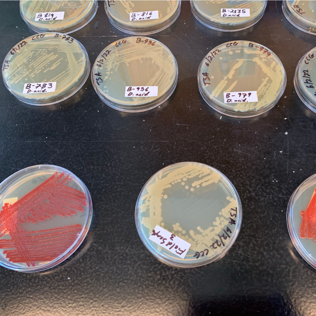Tryptic soy agar plates on black bench labeled Delftia acidovorans. Six plates on the top of the images and two on the bottom with one plate with red colonies and one labeled field sample.