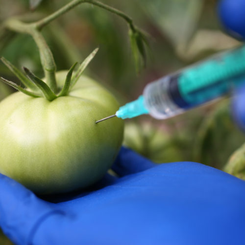 A needle being injected into a green tomato plant