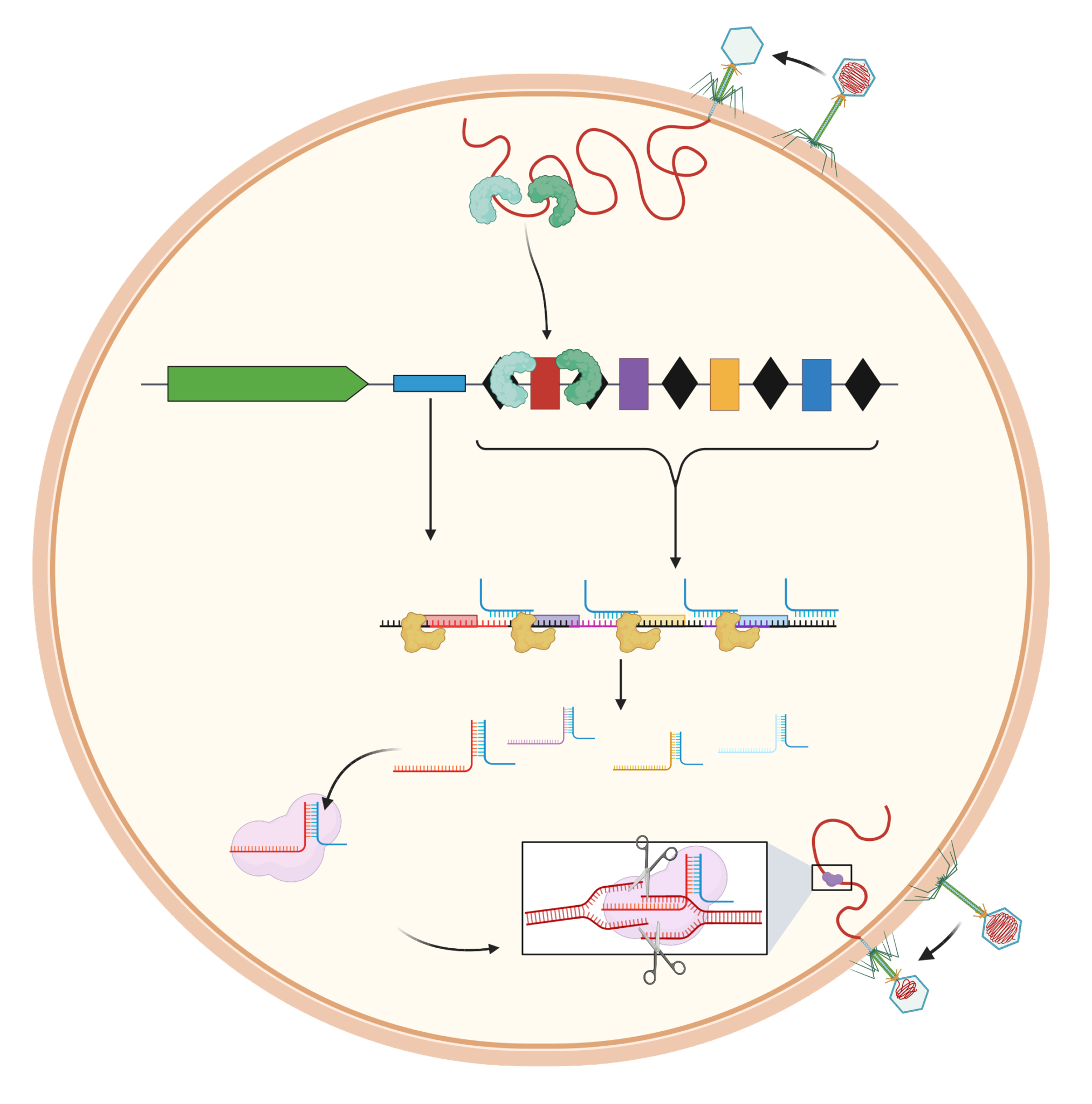 BIT 495/595 – Genome Engineering: CRISPR Technologies | Biotechnology ...