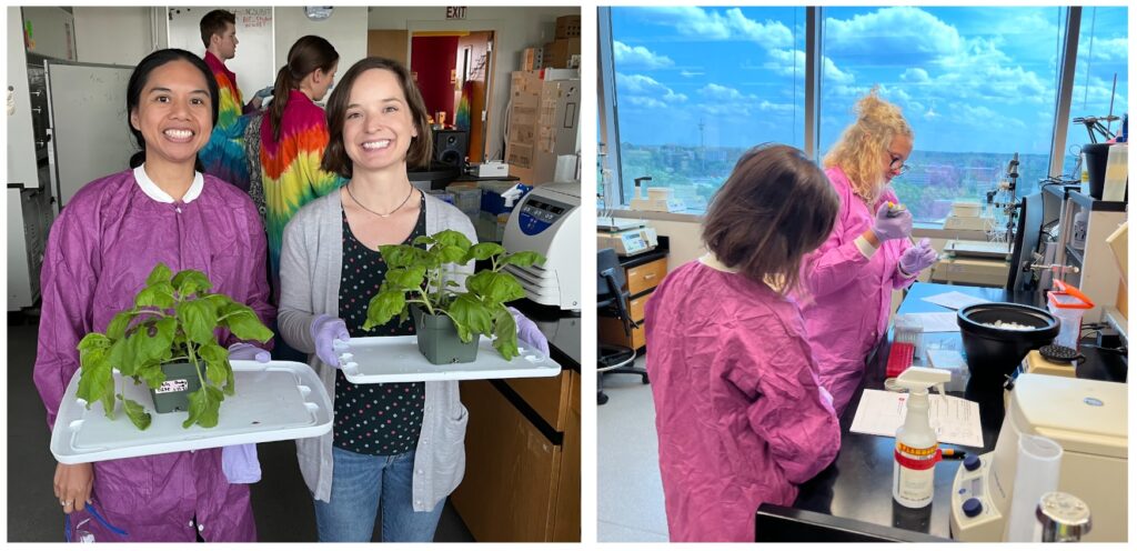 Left: Dr. Christina Garcia (Centre College) and Dr. Skye Comstra (Emory) show off tobacco plants that they infiltrated with Agrobacterium to add the GFP gene. Right: Dr. Skye Comstra (Emory) and Michelle Sabaoun (Alamance Community College) perform a CRISPR experiment.