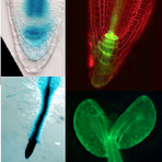 BIT 495/595 Synthetic Biology