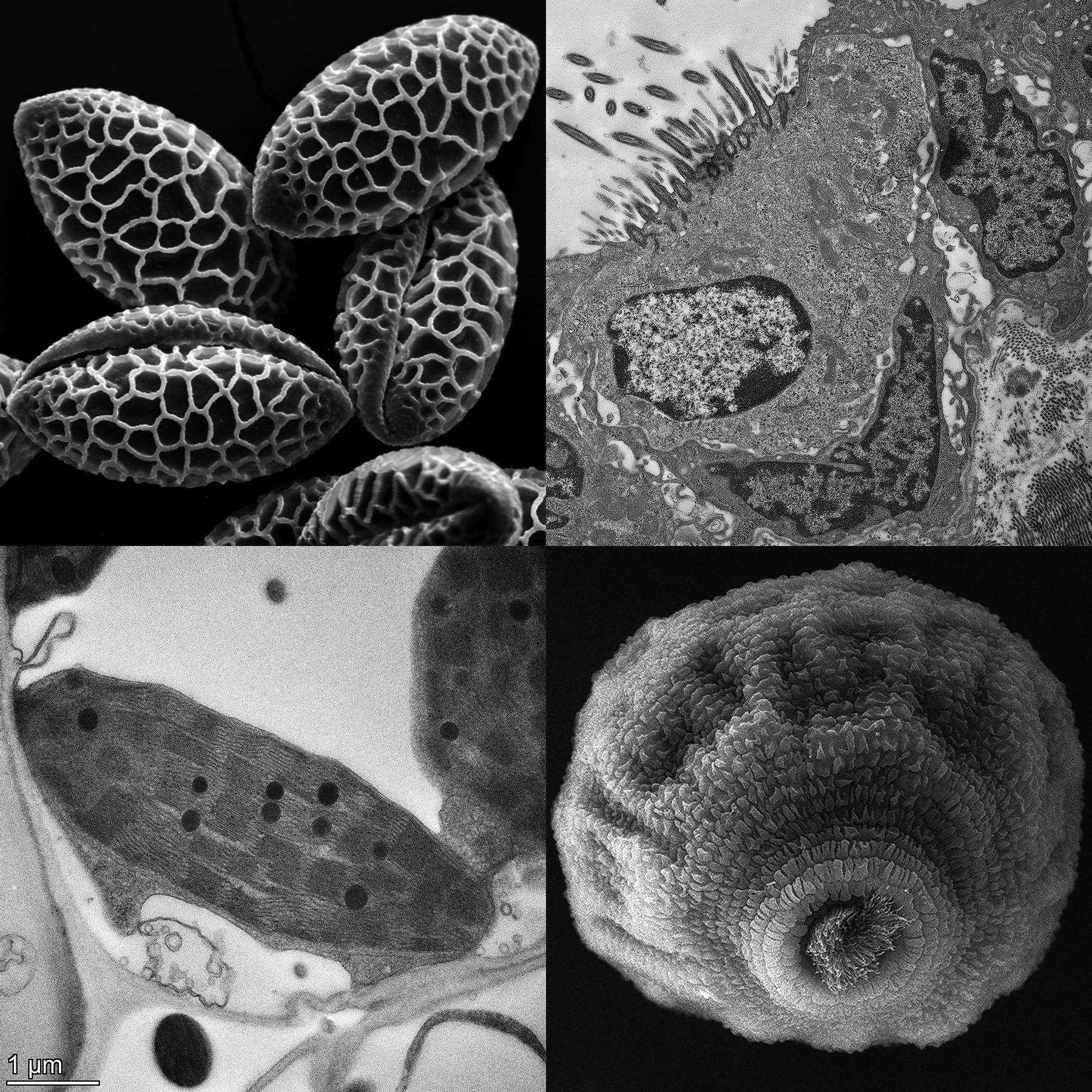 BIT 495/595: Introduction to Biological Electron Microscopy Techniques