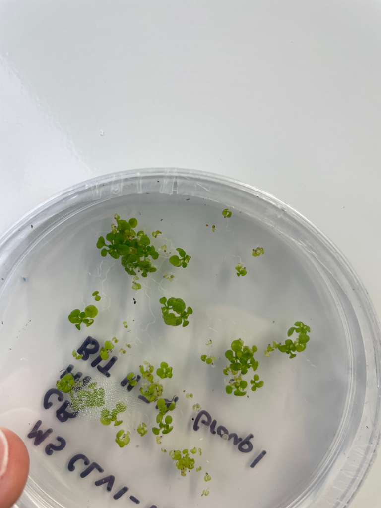 Arabidopsis seedlings germinating on an agar plate.