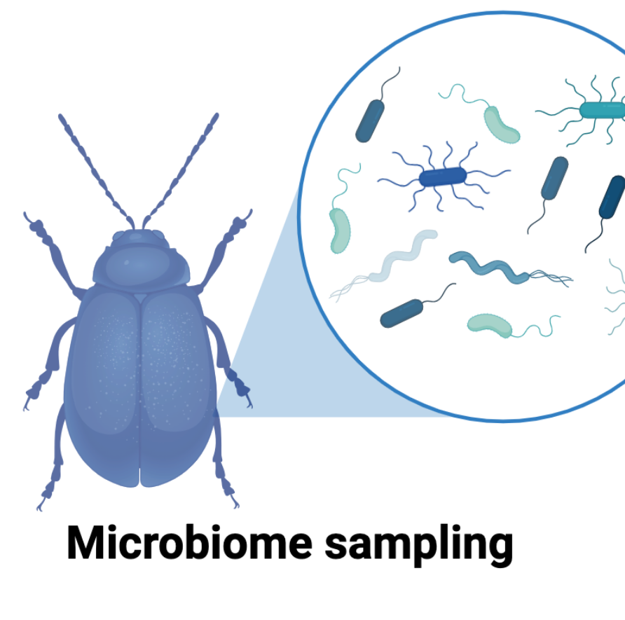 BIT 495/595 Microbiomes – From Sampling to Community Analysis