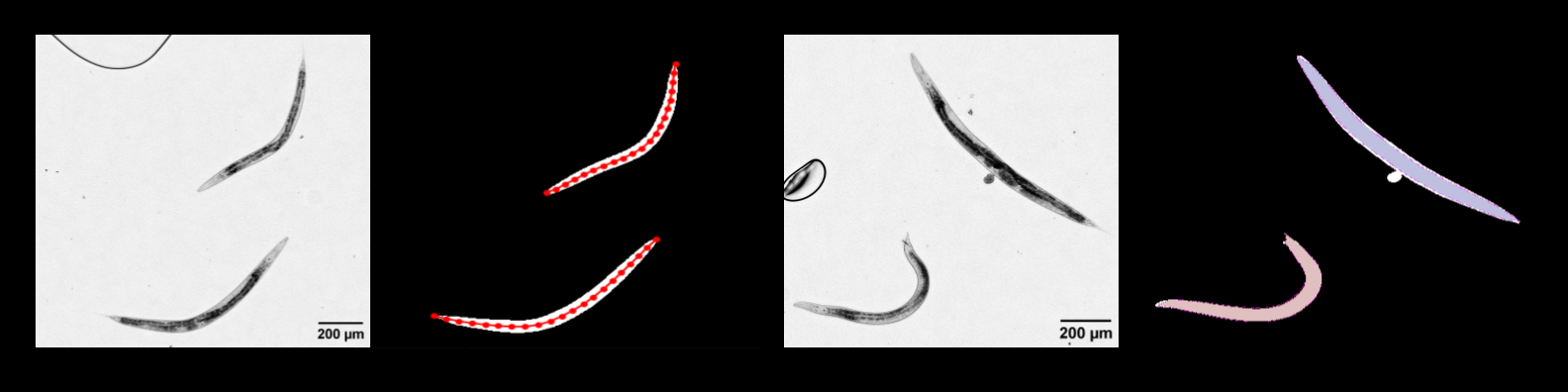 Qualitative Microscopy Image Analysis